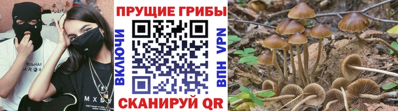 Псилоцибиновые грибы Psilocybine cubensis  mega сайт  Ленинградская 